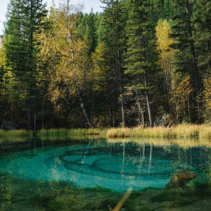 Écailles de poisson - ensemble de tuiles "Étang de la forêt" de la série "Eau"