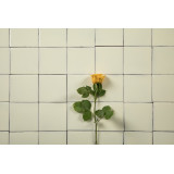 Blanco Mexicano Écru – Carreaux du Mexique